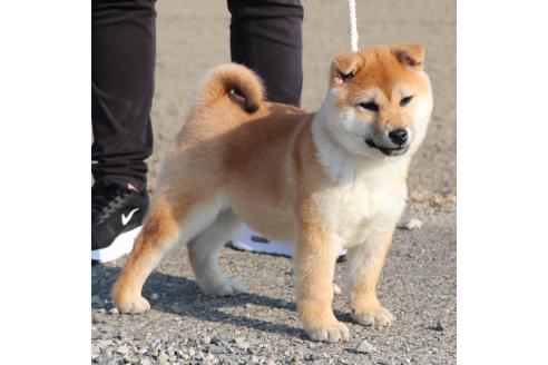 成約済の愛知県の柴犬-348080の3枚目